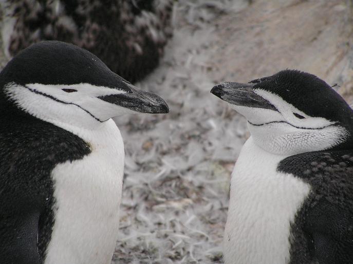 Antarctica 2005